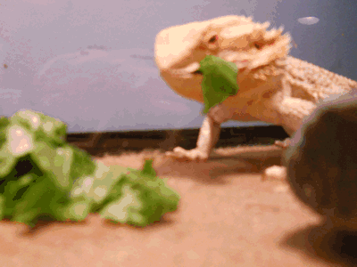 Bearded Dragon eating lettuce super fast by Purpl3Zoroa on DeviantArt