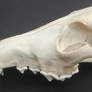 Coyote Skull Side View