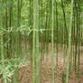 Bamboo Grove