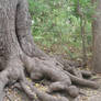 Dead Body Root