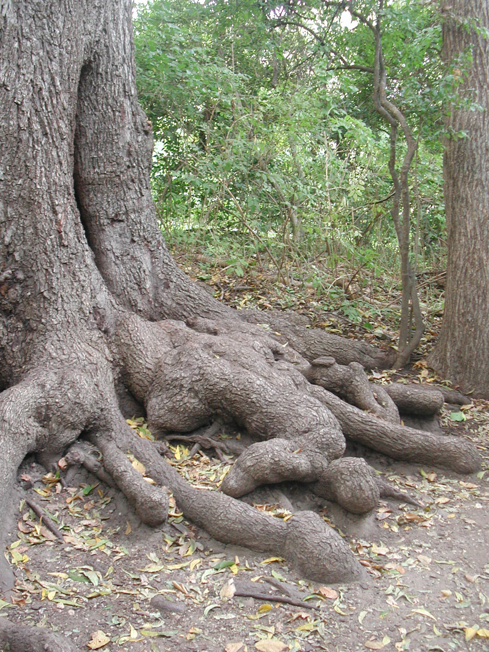 Dead Body Root