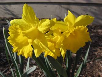 Daffodils