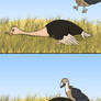 The Ostrich Who Plays Dead?