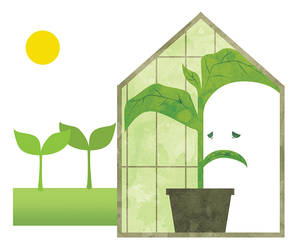 Greenhouse plant