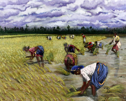 Kerala's Rice Planters