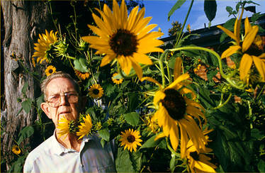 paw paw, be a sunflower