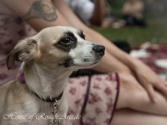 Dog in Park