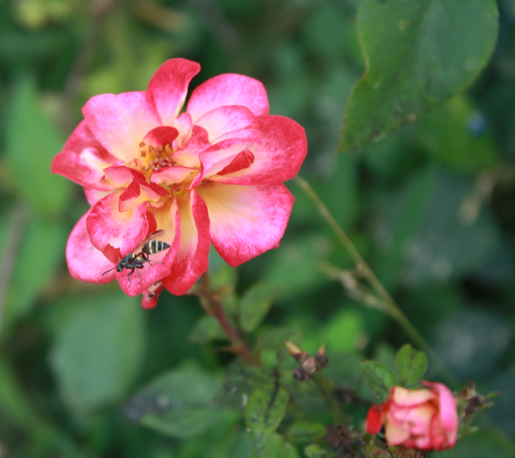 black and yellow over the rose