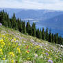 Alpine Flowers Stock