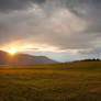 Grass Sunset