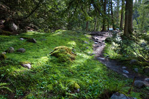 Moss Forest 1