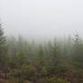 Misty Forest Stock