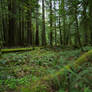 Oldgrowth Canadian Rainforest Stock