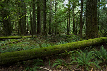 Oldgrowth Canadian Rainforest Stock 2