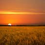 Golden Field Sunset Stock
