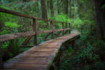 Rainforest Walkway