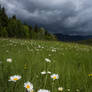 Leeorr-stock -0653