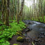 Oregon Creek Stock 1
