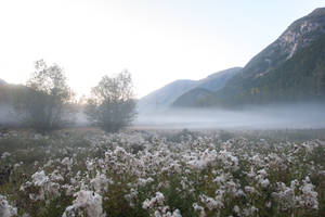Misty Meadow Stock