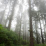 Misty Forest Path Stock