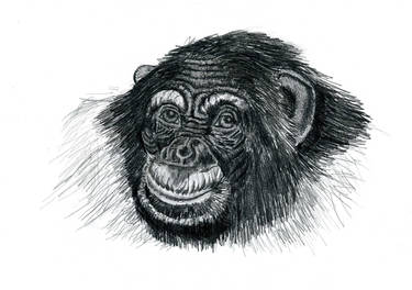 Chimp portrait