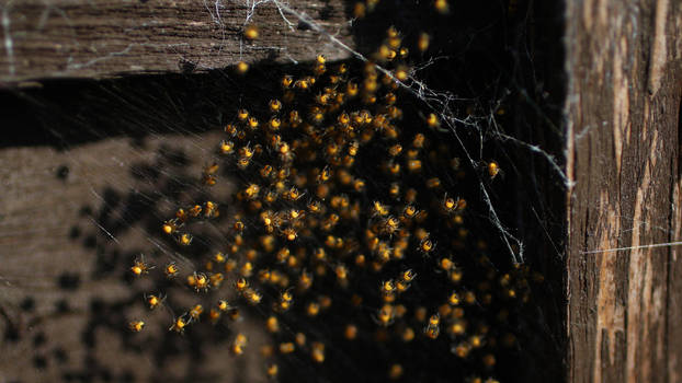 Baby spiders