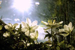 Spring is in the Air. by Mimmilius