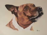 Staffordshire Bull Terrier Commission by dch2206