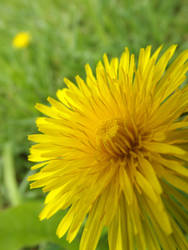 Dandelion