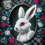 White Rabbit of Wonderland 