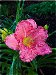 Strawberry Candy Daylily