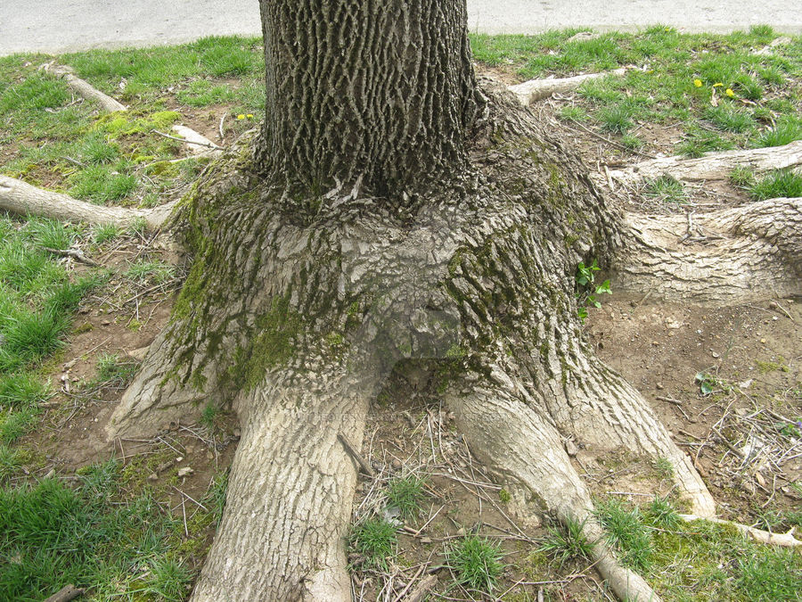 Cool Tree Roots 2 by TheQueenofNerds on DeviantArt