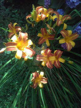Lillies in the Sunlight