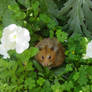 hamster in petunias