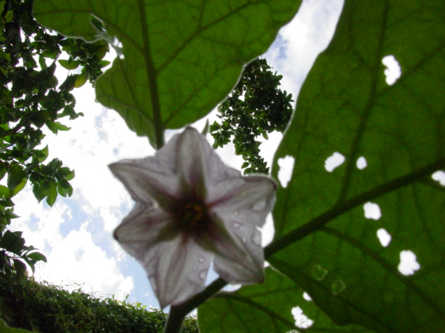 dark pepper blossom