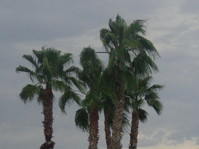 stormy palms