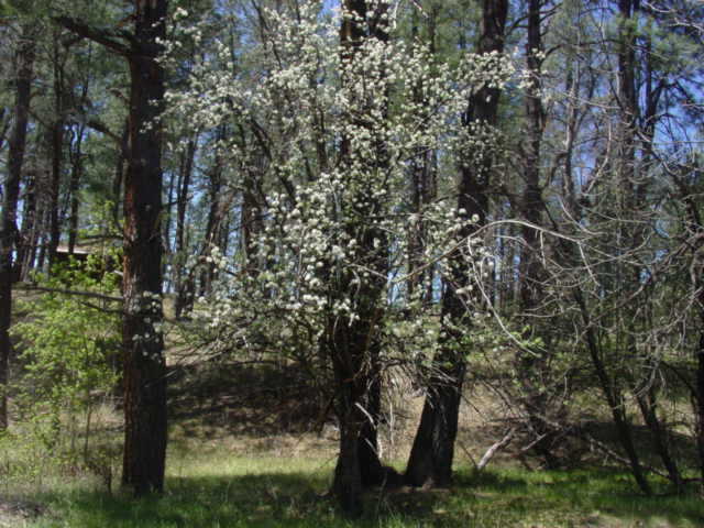 apple tree