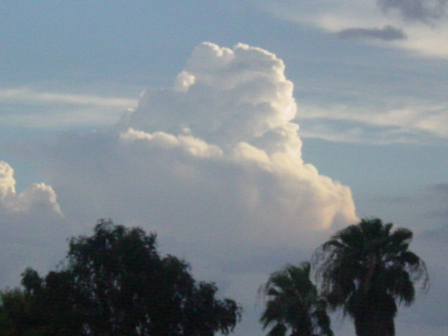 cloudy tree tops