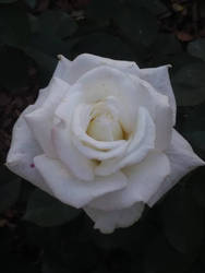 White Rose