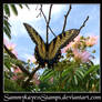 Butterfly 1