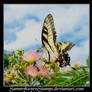 Butterfly 2