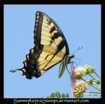 Butterfly 3 by Sammykaye1sStamps