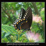 Butterfly 4