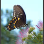 Butterfly 3-1