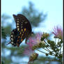 Butterfly 3-2