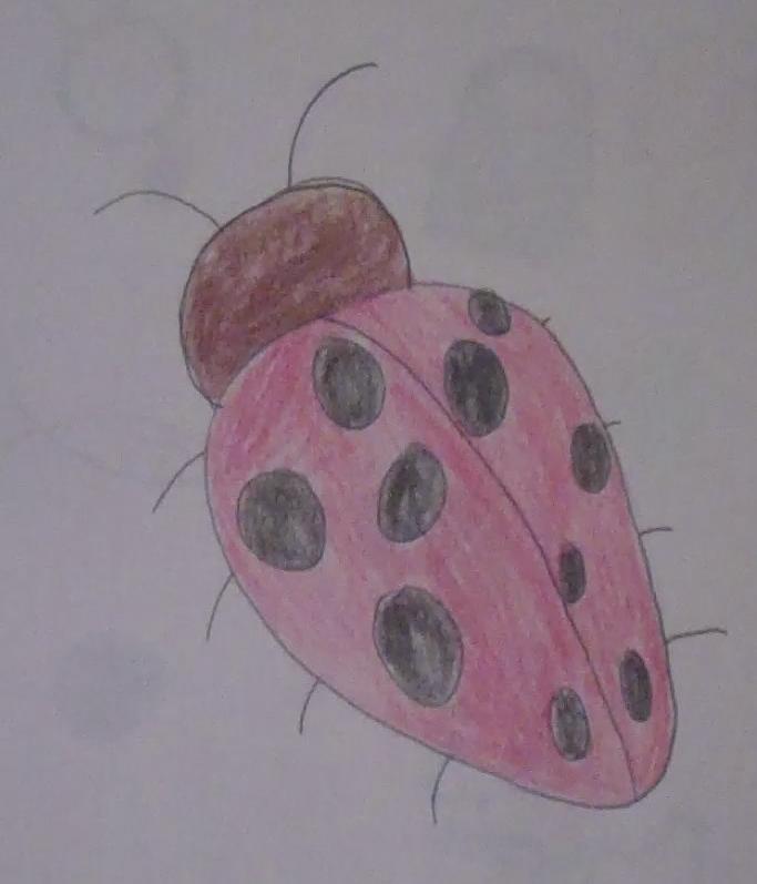 Ladybug