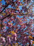 Cherry Tree by Anystasia
