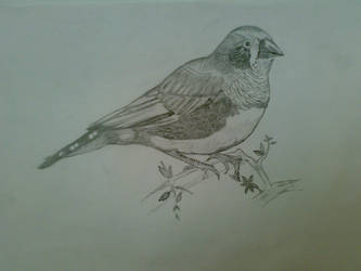 Love bird by rosarose3