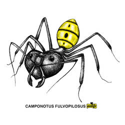 Camponotus fulvopilosus