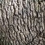 Bark